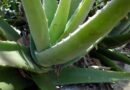 Aloe Vera\’s Benefits