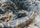 Pitones birmanas invaden los Everglades