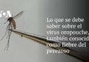 Lo que se debe saber sobre el virus oropouche, también conocido como fiebre del perezoso