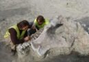 Descubren un colosal dinosaurio en España que pesaba 15 toneladas