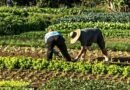 Las ayudas a jóvenes ganaderos y agricultores del Ministerio de Agricultura están abiertas hasta el día 5