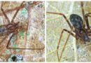 Una nueva especie de araña es descubierta por investigadores de Venezuela y México.