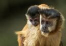 Las poblaciones de animales silvestres se han reducido 95% en Latinoamérica en solo 50 años