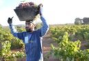 La Comunidad de Labradores y Ganaderos de Almendralejo tacha de «excelente» la cosecha de uva en Tierra de Barros