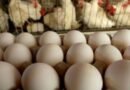 Sancti Spíritus: mueren gallinas por falta de alimentos y producción de huevos está en cero