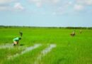 Régimen entrega tierras a empresa vietnamita para producir arroz