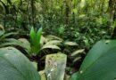 En Costa Rica, investigan los paisajes sonoros para conservar sus bosques