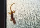 Esta nueva tecnología inspirada en los geckos promete reducir los accidentes sobre el hielo