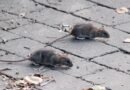 Las ratas seguirán aumentando en las ciudades del mundo