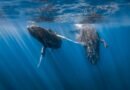 El canto de las ballenas jorobadas y el lenguaje humano comparten patrones matemáticos, señala un nuevo estudio