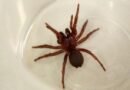 Del veneno de araña podría producirse un fármaco para prevenir los daños por infarto