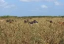 ese paraíso donde la caña cedió espacio a las espinas