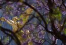 Las jacarandas de México: científicos de la UNAM buscan resolver el misterio de su florecimiento prematuro