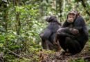 Los chimpancés orinan en grupo (y se instan entre ellos a hacerlo)