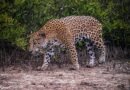 La Papalota, la reserva natural que utiliza educación y tecnología para la conservación de los jaguares