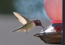 Los colibríes están evolucionado debido a los bebederos que les ponemos; podrían volverse las siguientes palomas