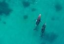 Por qué la orina de ballena es tan importante para la salud de nuestro planeta