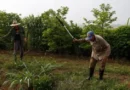 Cuba, leyes agrarias y mendicidad