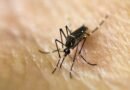 Fiebre amarilla, el virus que reemerge en pleno recrudecimiento del conflicto armado en Colombia