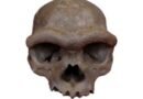 Por fin sabemos cómo lucía el cráneo de esta misterios especie perdida de humanos