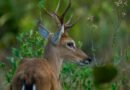 Para evitar la extinción de dos especies de venados en Argentina, recurren a la IA