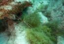 Las arañas marinas cultivan bacterias para metabolizar el metano