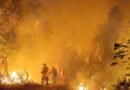 Nos estamos quedando sin bosques y la principal causa ya no es la agricultura, sino los incendios