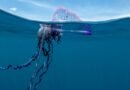 Estas son las tres medusas más peligrosas que puedes encontrar en el Mediterráneo