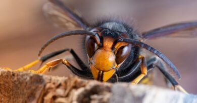 Estas son las especies invasoras que colonizan Europa por la crisis climática