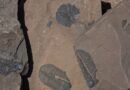 Estas misteriosas huellas sugieren que la vida compleja surgió mucho antes de lo que pensábamos
