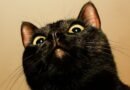 Este gato acaba de descubrir un nuevo virus (y no es la primera vez que lo hace)