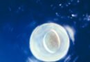 Microplásticos hasta en el semen y en el fluido de los ovarios