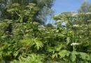 El “perejil gigante”, la planta que puede causar quemaduras e incluso ceguera permanente