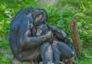 El fin de un mito: no hay ‘machos alfa’ en las sociedades de primates