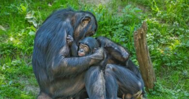 El fin de un mito: no hay ‘machos alfa’ en las sociedades de primates