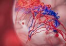 Los organoides humanos creados en laboratorios ahora pueden generar sus propios vasos sanguíneos