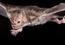 ¿Y si pudiéramos propagar las vacunas por «contagio»? Estos murciélagos vampiro muestran que es posible