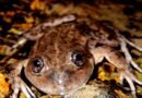 Esta ranita de la Patagonia Argentina tenía los días contados, hasta que un grupo de científicos fue a su rescate