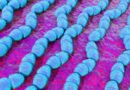 Un gen que crea súperbacterias se propaga con rapidez y podría traer una nueva era de enfermedades incurables