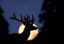 ¿Cuál es la mejor hora para ver la luna llena del 10 de julio?