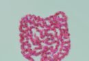 Científicos hallan un “sexto sentido” oculto en el intestino que regula el apetito