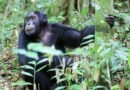 Los humanos se volvieron bípedos entre las ramas, no en tierra firme, sugiere este estudio