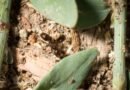 La reina de estas hormigas puede ser madre de hijos de dos especies diferentes.