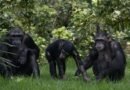 Desde orcas parlanchinas hasta gorriones ingenieros: diez tradiciones de la cultura animal que no conocías