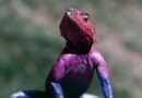 IgNobel 2025, vuelven los premios más locos de la ciencia