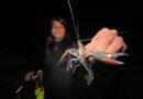 Los pequeños cangrejos de Morelos están en peligro por una especie invasora, pero mil manos voluntarias los protegen