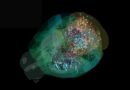 Esta es la primera vez que los científicos ven la toma de decisiones en un cerebro