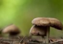 Científicos descubren que los hongos alucinógenos generan psilocibina mediante dos rutas bioquímicas distintas