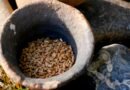 Un chicle de hace 6,000 años revela información valiosa sobre la vida cotidiana de los humanos del Neolítico
