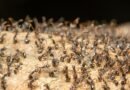 Las hormigas cambian la arquitectura de sus colonias para combatir enfermedades